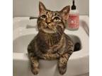 Adopt Fiji a Domestic Short Hair