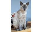 Adopt Avery AJ a Siamese