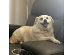 Adopt Kelsey Golden a Golden Retriever