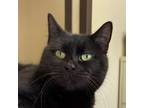 Adopt Toothless a Domestic Medium Hair