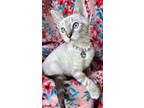Adopt Ori a Siamese, Domestic Short Hair