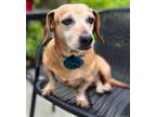 Adopt Potato - So Ca a Dachshund