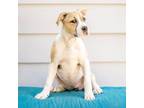 Adopt Jyn a Pit Bull Terrier