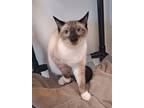 Adopt Sassy a Siamese