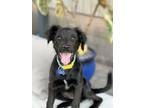 Adopt Ursa a Labrador Retriever, Australian Shepherd