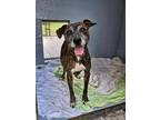 Adopt Lena (2024) a Pit Bull Terrier, American Staffordshire Terrier