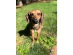 Adopt Sally a Hound