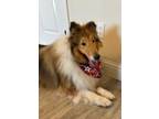Adopt Lexie a Collie