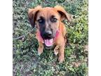 Adopt Hooti AH a Chow Chow, Mixed Breed