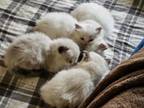 Purebred Ragdolls