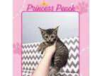 Adopt Princess Peach a Domestic Short Hair