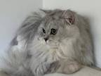 Cat Mating Services Miami