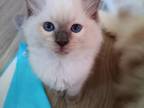Blue Point Male Ragdoll