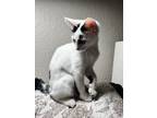 Adopt Whimsy a Domestic Short Hair
