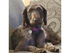 Adopt Journey a Standard Poodle