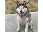 Adopt Star a Husky