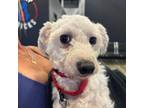 Adopt Ruffles a Bichon Frise