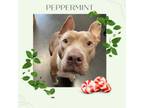 Adopt Peppermint a Staffordshire Bull Terrier