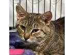 Adopt Indi a Domestic Short Hair