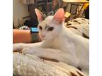 Adopt Coffee Kittens: CAPPUCCINO a Domestic Short Hair