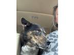 Adopt Twinkie a Australian Cattle Dog / Blue Heeler