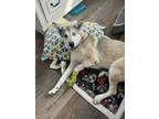 Adopt Diamond a Husky