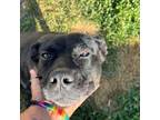 Adopt Millie a German Shepherd Dog