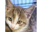 Adopt Mrtyle a Domestic Short Hair