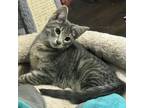 Adopt Frost a Domestic Short Hair