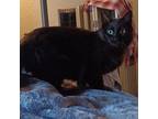 Adopt Coco a Domestic Medium Hair