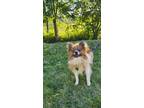 Adopt Autumn a Pomeranian