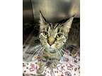 Adopt Zarra a Domestic Short Hair