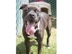 Adopt Rose a Pit Bull Terrier, Mixed Breed