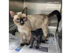 Adopt Quartz a Siamese