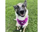 Adopt Kristen Bell a German Shepherd Dog