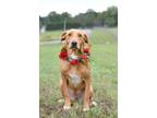Adopt Roseann - Adoptable a Labrador Retriever, Mixed Breed