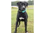 Adopt Sarah - Adoptable a Labrador Retriever, Mixed Breed