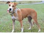 Adopt Rosie - Adoptable a Terrier, Mixed Breed