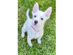 Adopt Snow a Shepherd, Husky