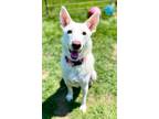 Adopt Winter a Shepherd, Husky