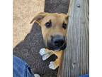 Adopt Maple a German Shepherd Dog