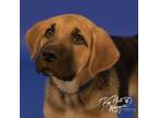 Adopt Waffles a German Shepherd Dog