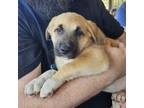 Adopt Biscuit (yellow) a German Shepherd Dog