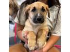 Adopt Grits a German Shepherd Dog