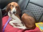 Adopt Honey a Treeing Walker Coonhound, Mixed Breed