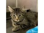 Adopt Atari a Domestic Short Hair