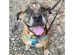 Adopt Marmalade a Mixed Breed
