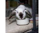 Adopt Teapot a Bunny Rabbit