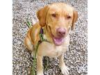 Adopt Fiesta Ware a Mixed Breed