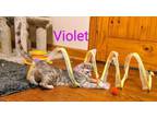 Adopt Violet a Domestic Short Hair